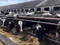 Vaca, Raza Holstein — foto 1