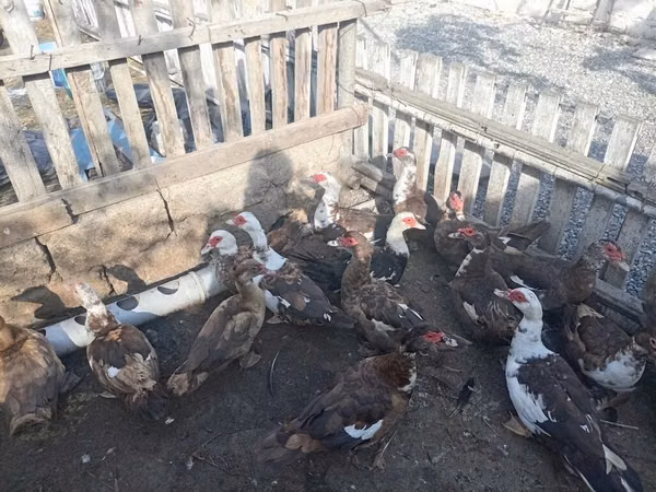 Ducks