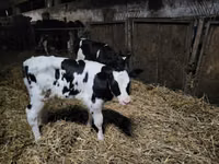 Buğa, Russian Black pied cattle — foto 1