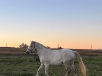 Yegua, Caballos — foto 4