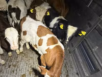 Bydło (partia, płeć nieokreślona), Simmental cattle — zdjęcie 5