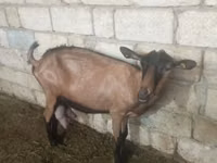 பெண் வெள்ளாடு, Alpine goat — புகைப்படம் 3