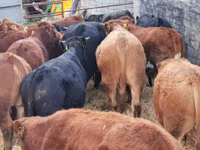 Rinder (Partie, Geschlecht nicht angegeben), Simmental cattle — Foto 4