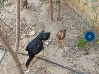 Chickens — foto 2