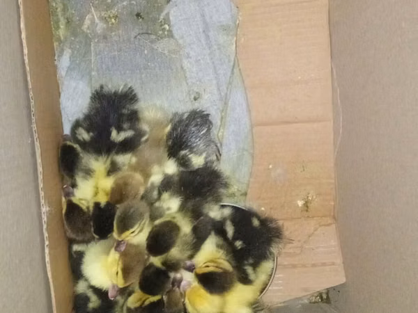 Ducks