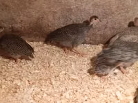 Guinea fowl — zdjęcie 2