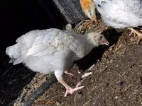 Chickens — foto 3