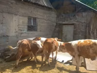 雄牛, Simmental cattle — 写真 6