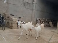 Cabra, Saanen goat — foto 2