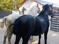 Kůň, Koně — foto 5