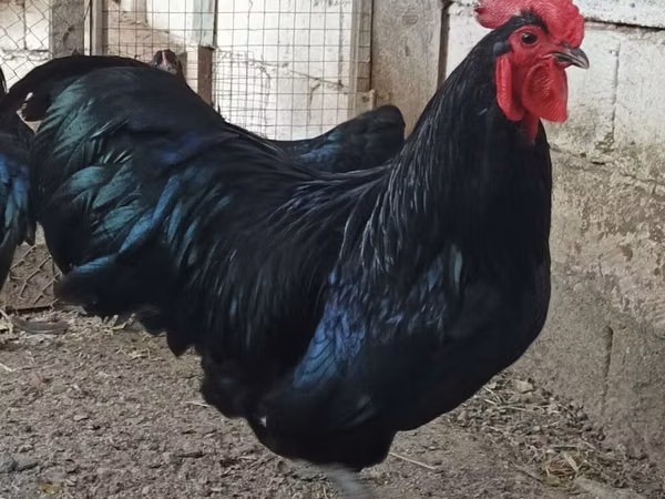 Chickens — Ozarbayjon