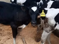 Cow, Holstein breed — photo 1