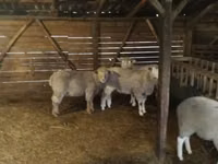 Qoʻchqor, Ile-de-France sheep — 1-rasm