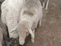 Ram, Merino sheep — photo 3