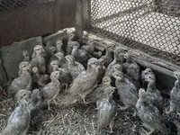 Guinea fowl — foto 1