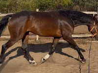 ცხენი, Hanoverian — ფოტო 4