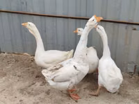 Geese — zdjęcie 1