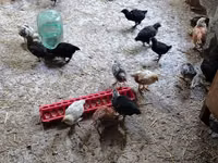 Chickens — zdjęcie 1