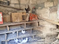 İynəsi,dəyirmanı edilmiş xoruz,fərə yaponkalar.Satilir vəya başqa sort — foto 5