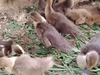 Ducks — foto 6