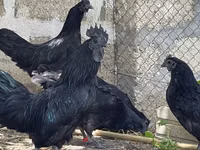 Ayam Cemani — photo 1
