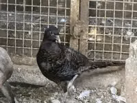 galinha dinamarquesa — foto 2