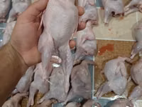 Quails — foto 2