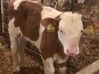 Buqa, Simmental cattle — 2-rasm
