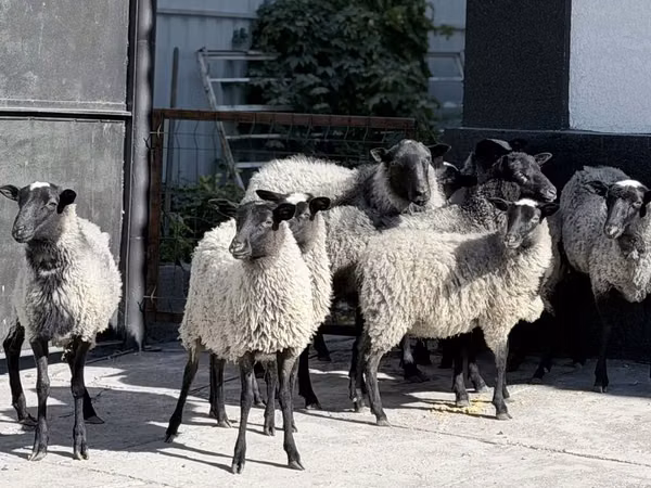 Ovce, Romanov sheep