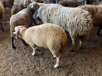 Goat, Goats — photo 4