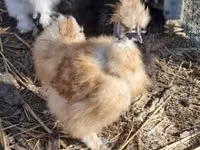 Silkie — photo 1