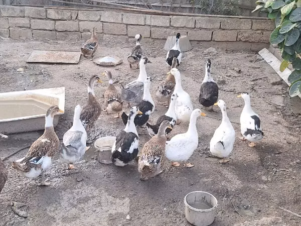 Ducks — அசர்பைஜான்