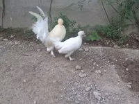 Japanisches Bantam — Foto 5