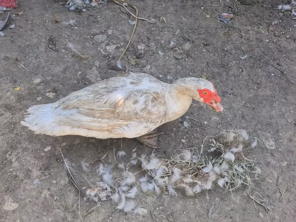 Ducks
