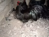 Chickens — foto 4