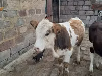 Touro, Simmental cattle — foto 7