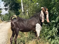 ஆண் வெள்ளாடு, Kamori goats — புகைப்படம் 3