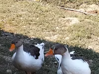 Geese — foto 1