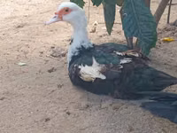 Domestic Muscovy — 3-rasm