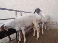 Kozioł, Kozy — zdjęcie 6