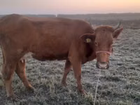 母牛, Cattle — 照片 2