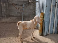 雌ヤギ, Kamori goats — 写真 2
