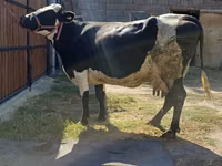 Vaca, Raza Alatau — foto 3