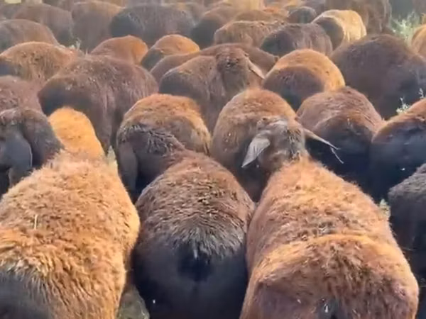 Ram, Hissar sheep