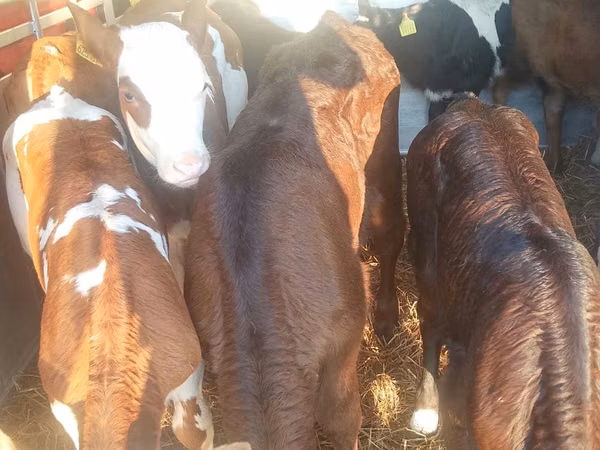 Skot (série, pohlaví neuvedeno), Simmental cattle