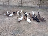 Ducks — Foto 2