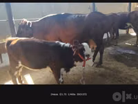பசு, Simmental cattle — புகைப்படம் 3