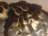 Ducks — foto 3