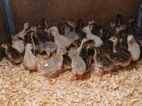 Guinea fowl