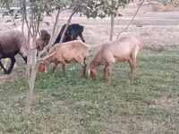 Owca, Owce — zdjęcie 1
